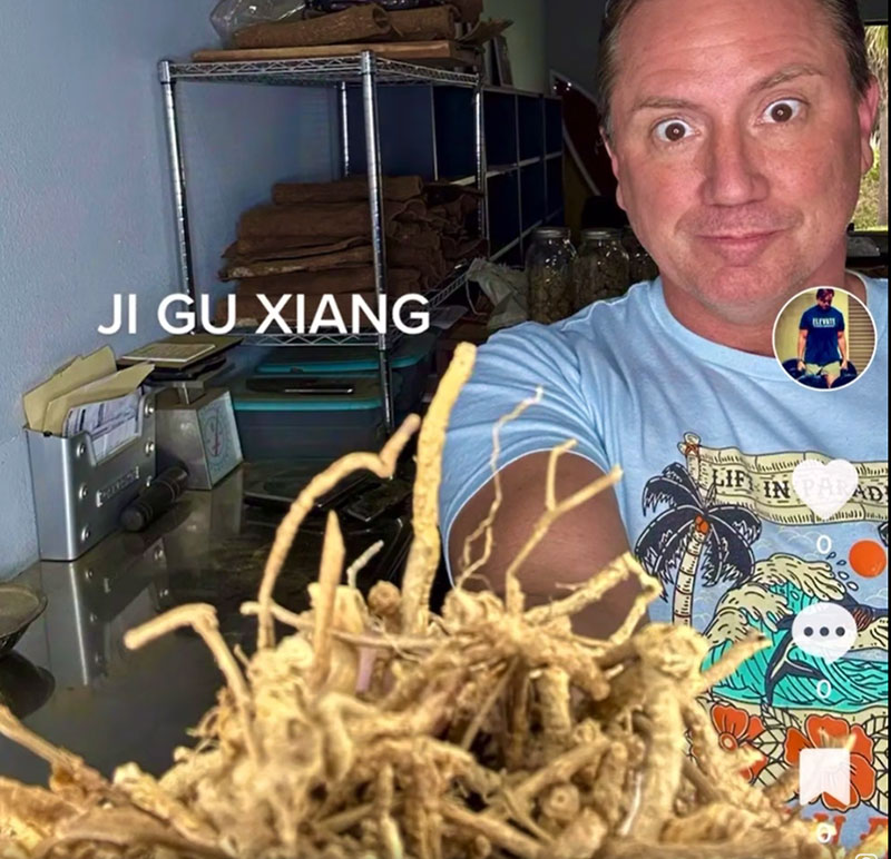 Ji Gu Xiang, Japanese Knot Weed, Eupatorii Herba, 47, OR Linderae Radix