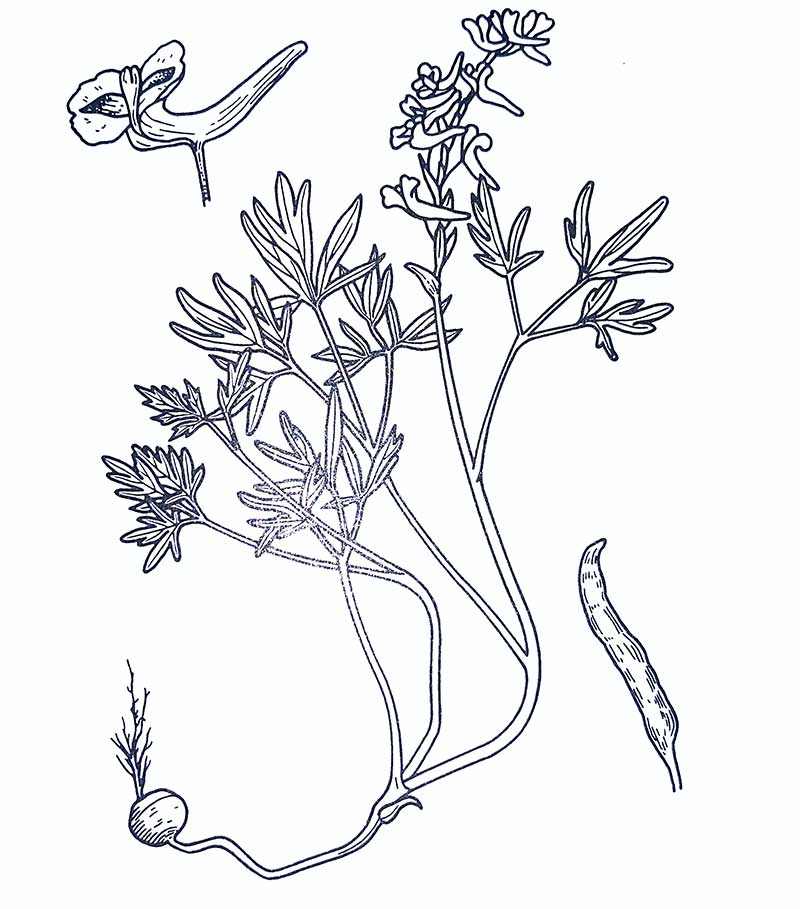 Yan Hu Suo Corydallis Herb Drawing