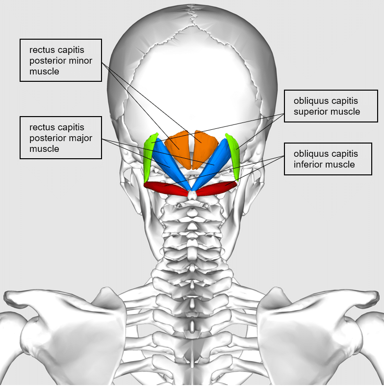 Occiput Headache Muscles