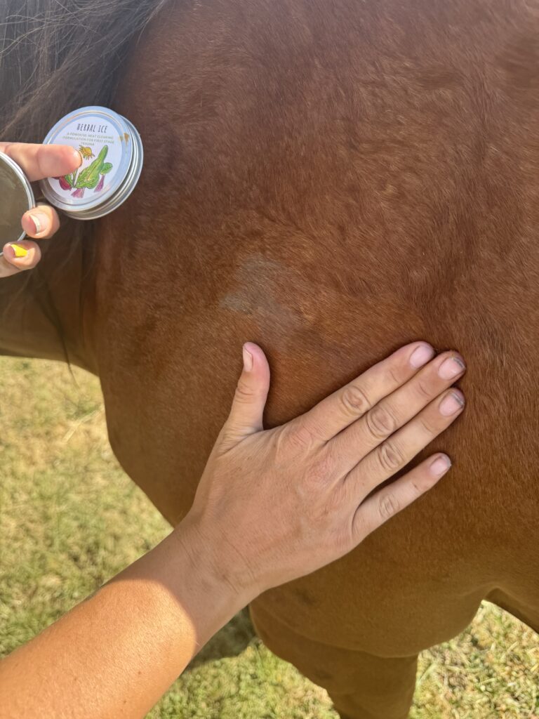 Someone using Herbal Ice on a Horse