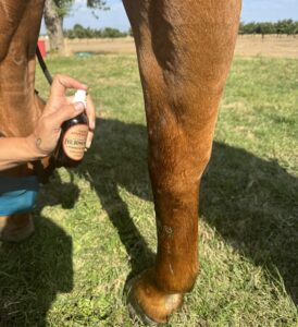 Picture of a Horse treated with natual herbal products