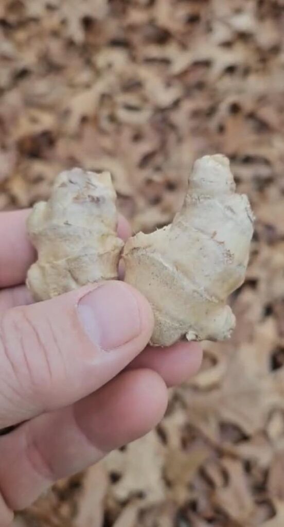 Ginger (Sheng Jiang / Gan Jiang)