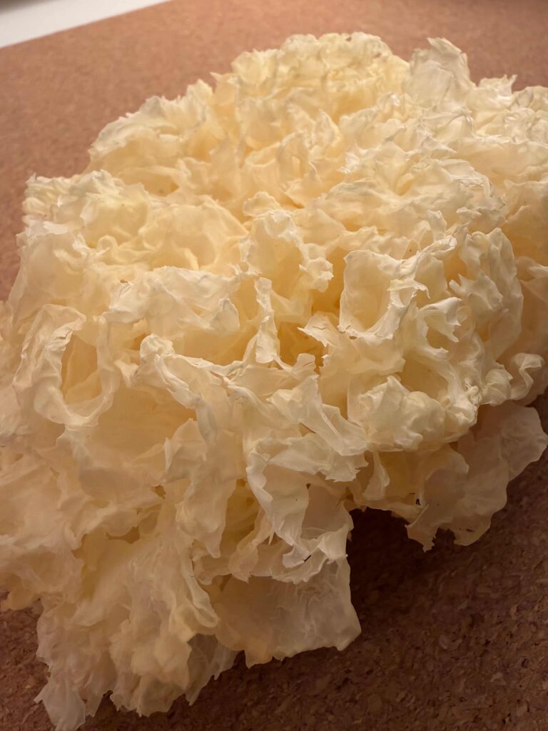 Snow Mushroom