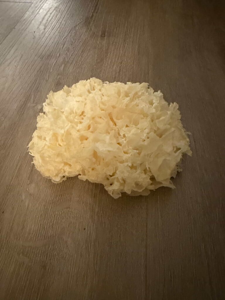 Snow Mushroom