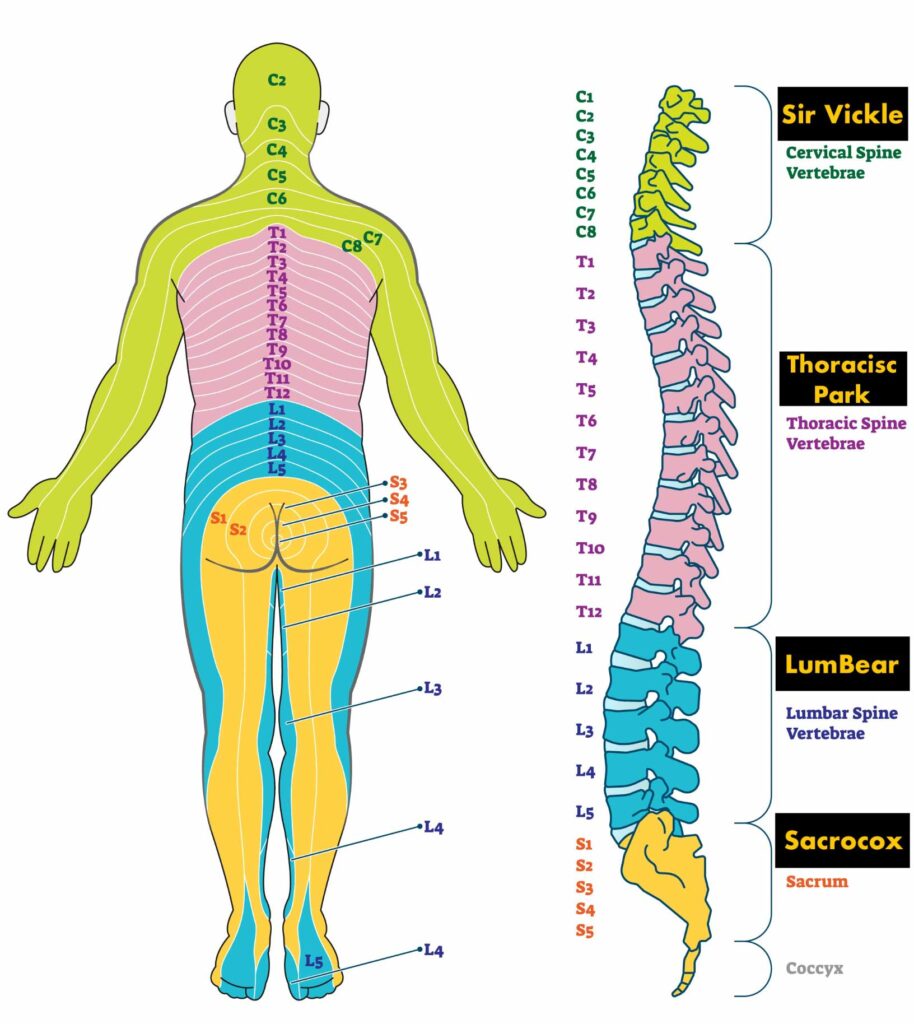 Stem and Leaf Spinal Tea body chart