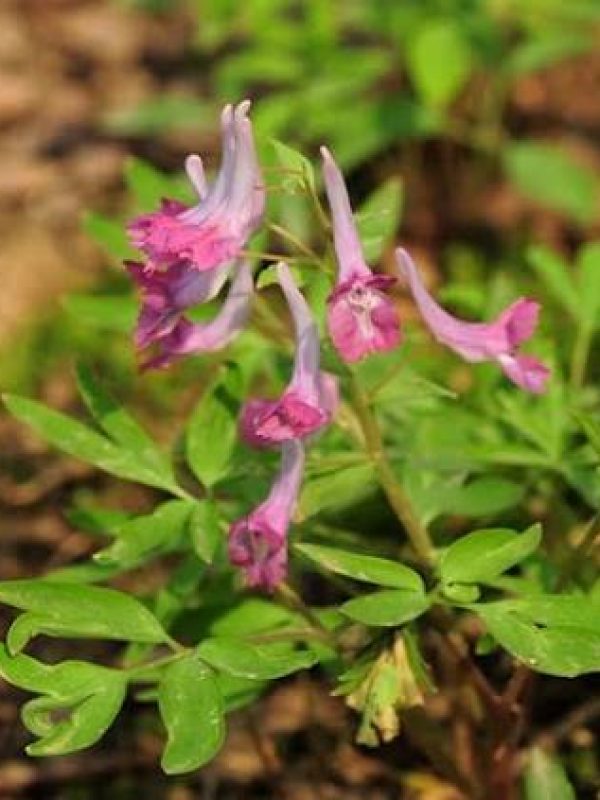 Corydalis Flower